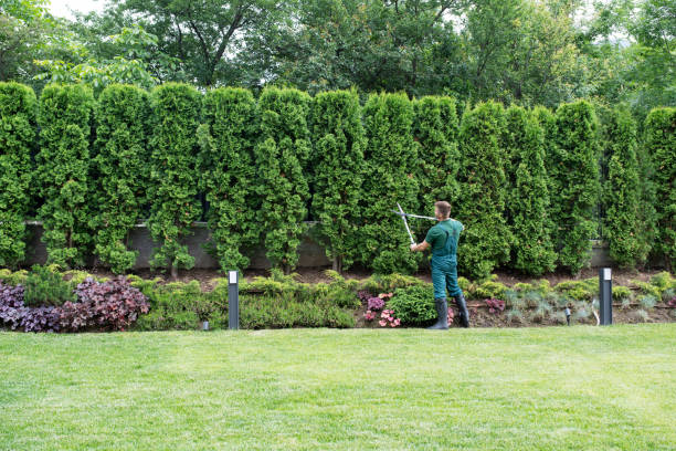 Best Lawn Renovation and Restoration  in Rhinelander, WI